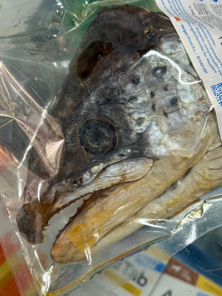 MEDIA CABEZA DE SALMON 